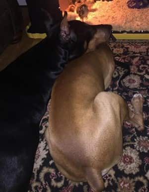 Boxer-sleeping-next-to-other-dog